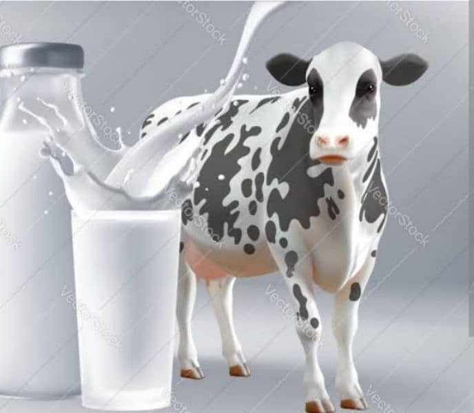 Khalis gai ka doodh cow  available Jorray Pull ,sadar 03234778546 2