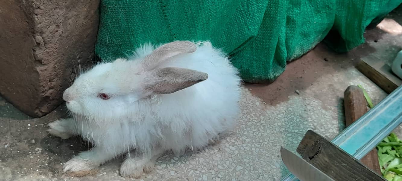 URGENT SALE ANGORA RABBITS 7