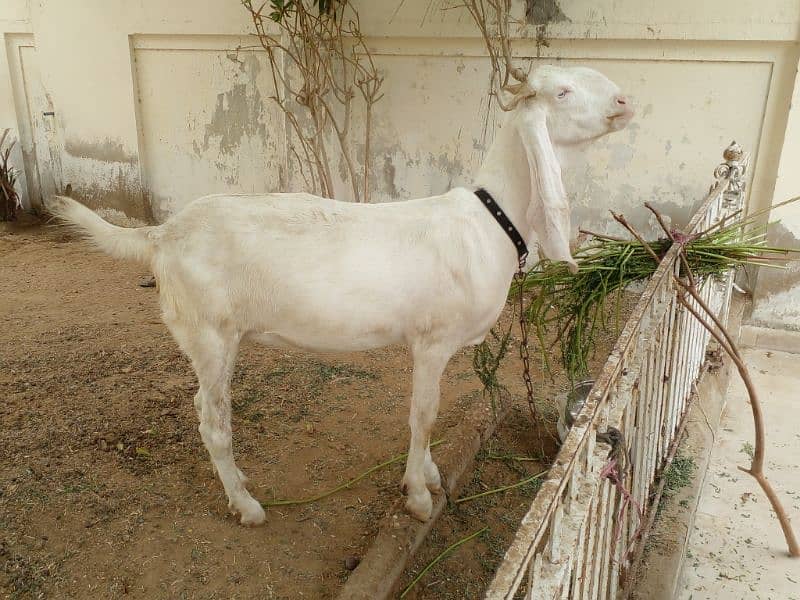 gulabi bakri 1