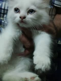 Persian kittens 6 weeks old 0