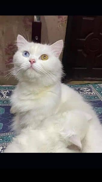 Any type if persian cat and kittens available wtsapp (03077109269) 0