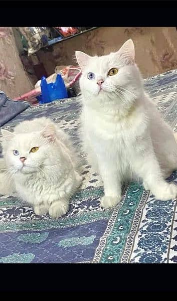Any type if persian cat and kittens available wtsapp (03077109269) 1