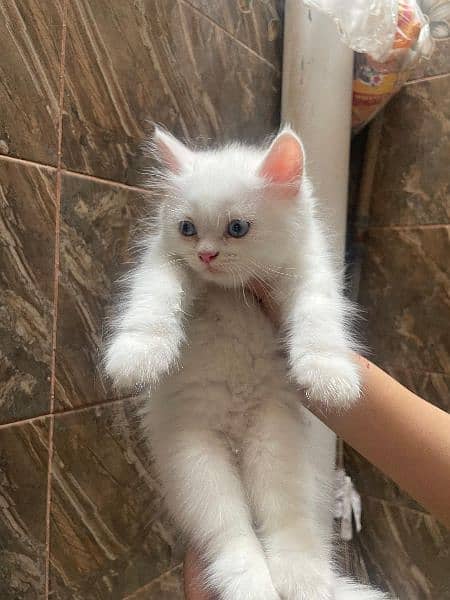 Any type if persian cat and kittens available wtsapp (03077109269) 2