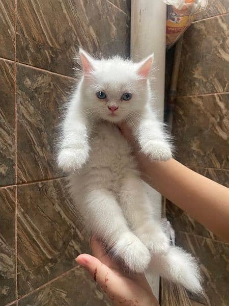 Any type if persian cat and kittens available wtsapp (03077109269) 3