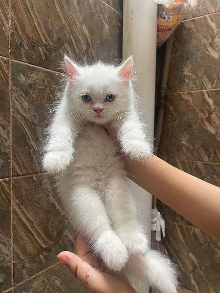 Any type if persian cat and kittens available wtsapp (03077109269) 4