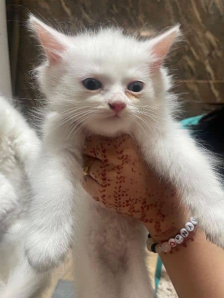 Any type if persian cat and kittens available wtsapp (03077109269) 5