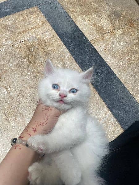 Any type if persian cat and kittens available wtsapp (03077109269) 6