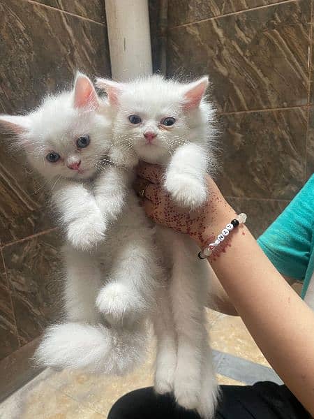 Any type if persian cat and kittens available wtsapp (03077109269) 8