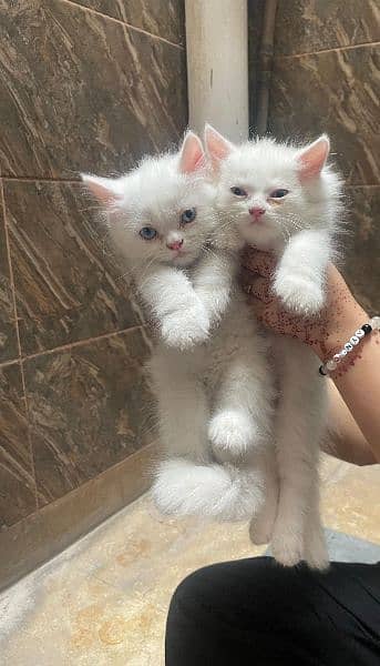 Any type if persian cat and kittens available wtsapp (03077109269) 9