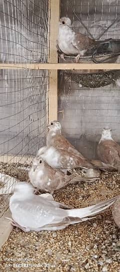 red Pied dove pathy