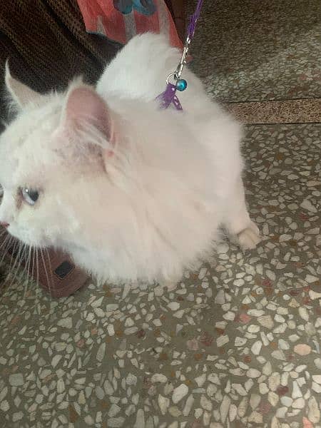 Persian male cat 1