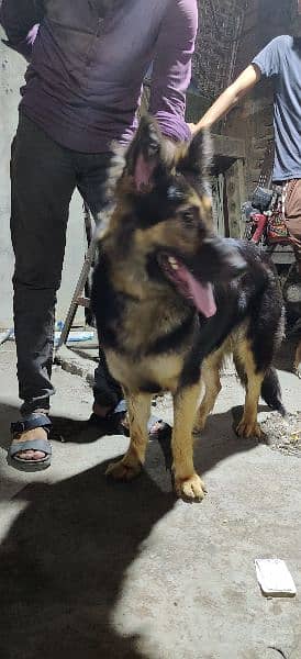 German shepherd female 2