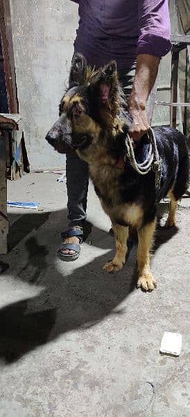 German shepherd female 5