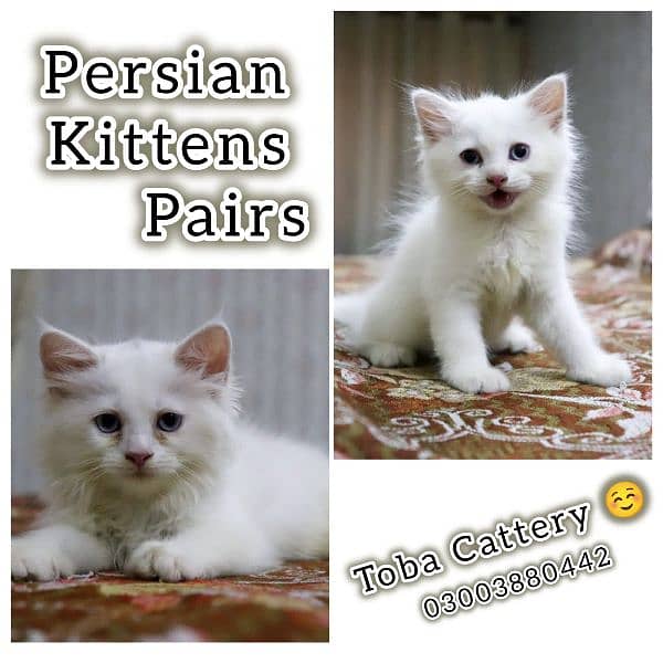 Any type of persian cat and kittens available wtsapp (03077109269) 1