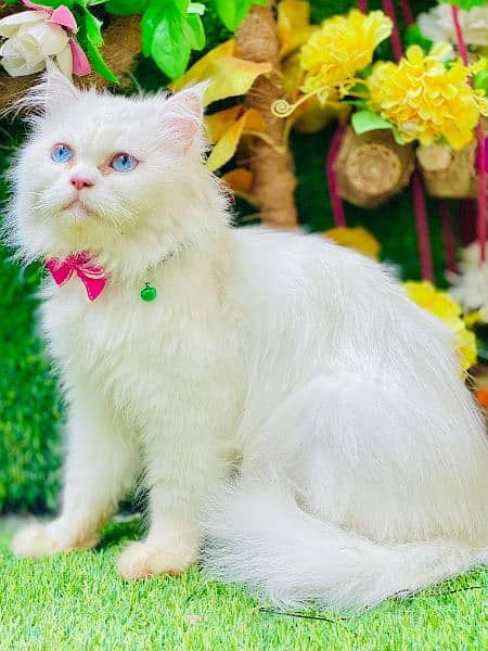 Any type of persian cat and kittens available wtsapp (03077109269) 6
