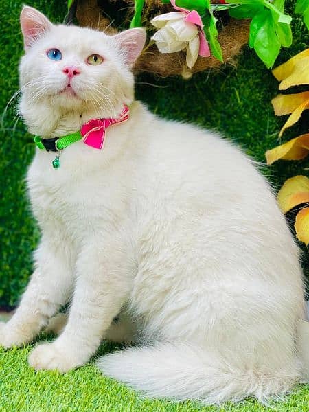 Any type of persian cat and kittens available wtsapp (03077109269) 7