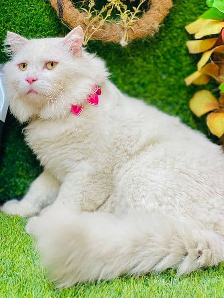 Any type of persian cat and kittens available wtsapp (03077109269) 9