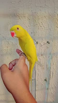 Yellow ring neck