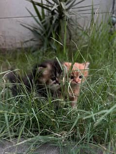 Persian cat fawn colour active