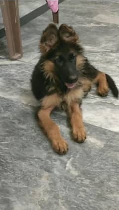 German shepherd puppy Urgent for sale