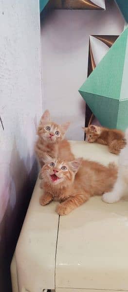 Any type of persian cat and kittens available wtsapp (03077109269) 1