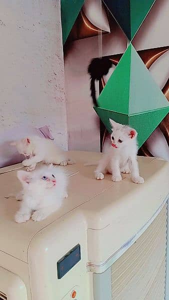 Any type of persian cat and kittens available wtsapp (03077109269) 4