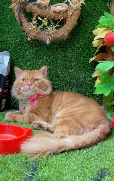 Any type of persian cat and kittens available wtsapp (03077109269) 7