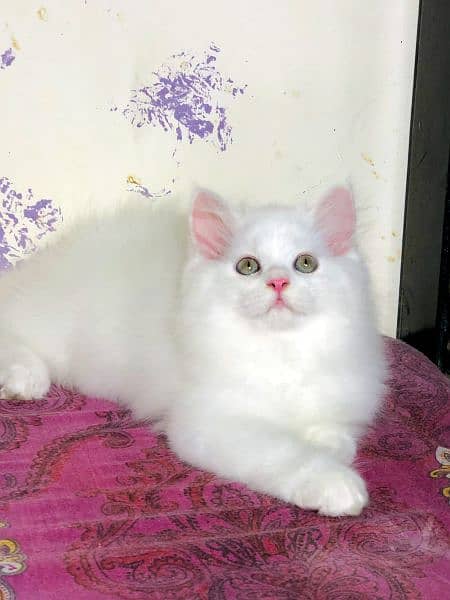 Any type of persian cat and kittens available wtsapp (03077109269) 8