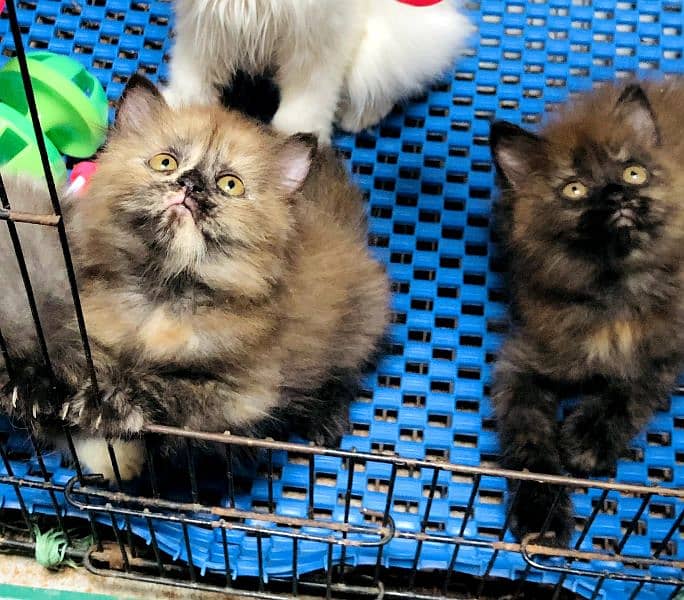 Any type of persian cat and kittens available wtsapp (03077109269) 9