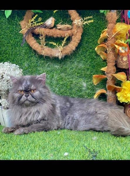 Any type of persian cat and kittens available wtsapp (03077109269) 10