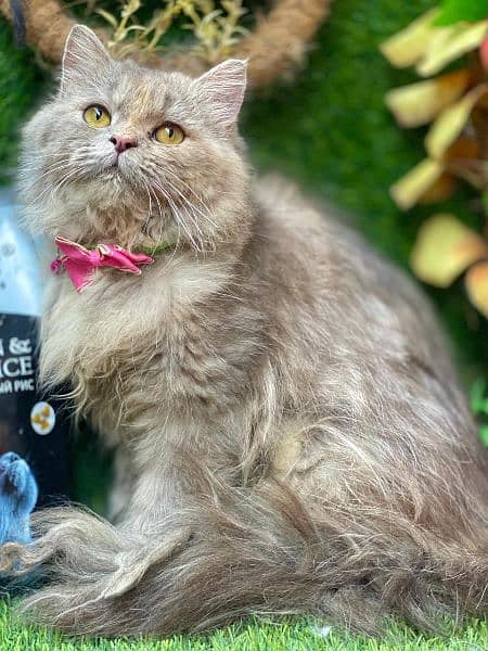 Any type of persian cat and kittens available wtsapp (03077109269) 11
