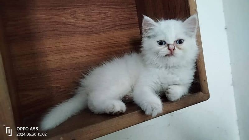 Any type of persian cat and kittens available wtsapp (03077109269) 12