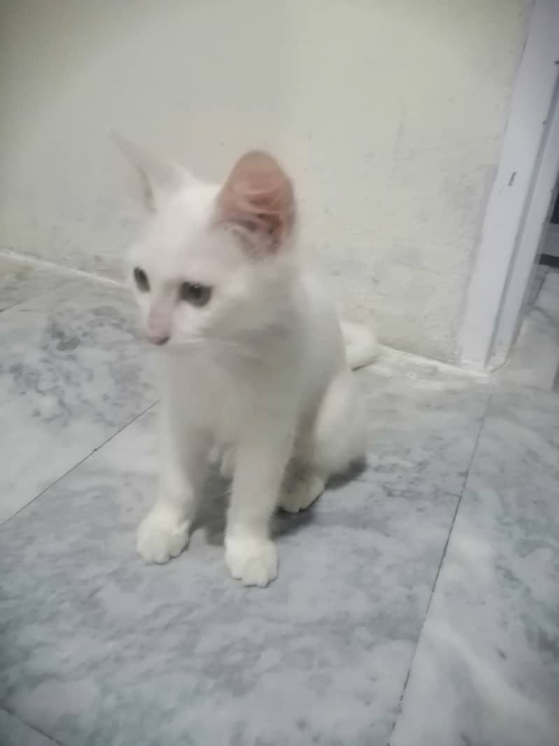 persian cat for sale urgent 1