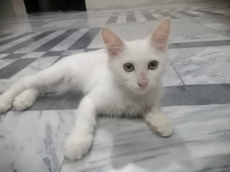 persian cat for sale urgent 2