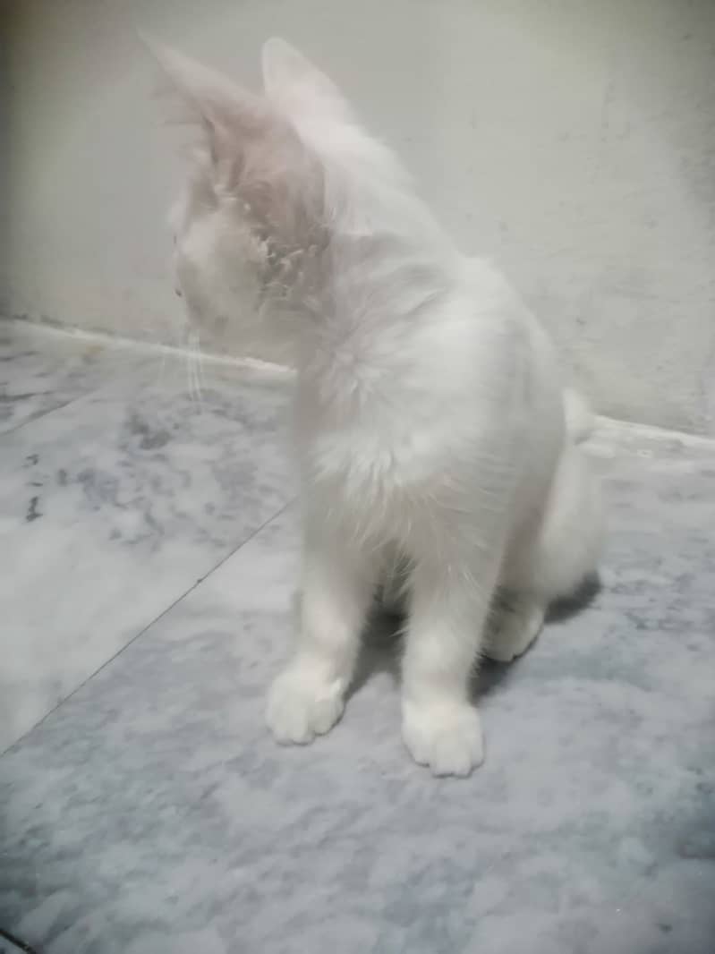 persian cat for sale urgent 4