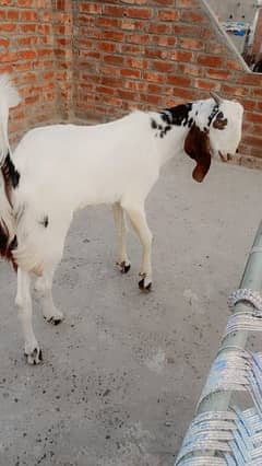 7month age dase bakra