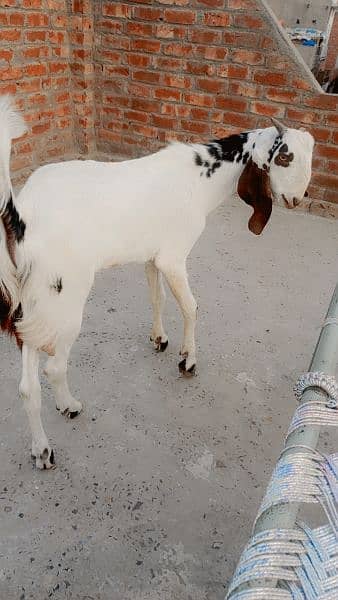 7month age dase bakra 0