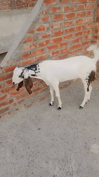 7month age dase bakra 2