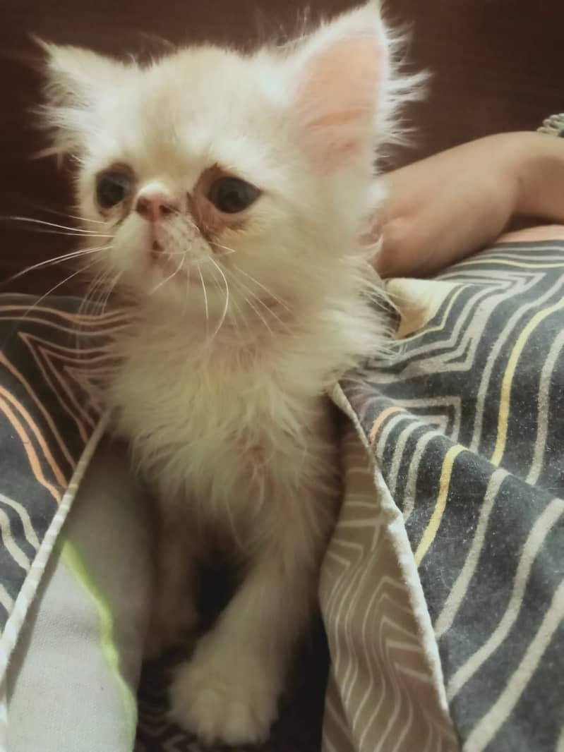 3  Pure Punch Face Persian Kittens 2 months 1