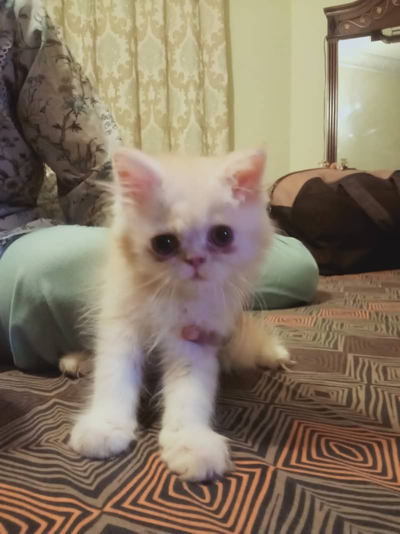 3  Pure Punch Face Persian Kittens 2 months 2