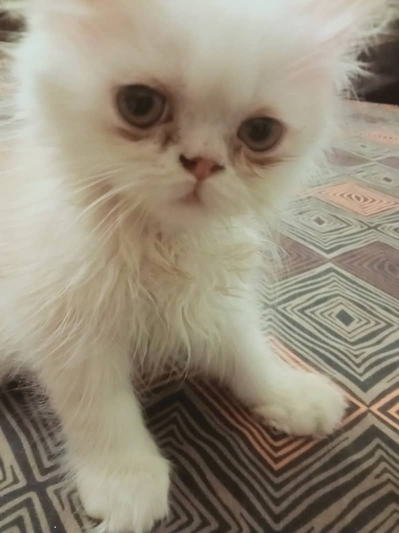 3  Pure Punch Face Persian Kittens 2 months 4