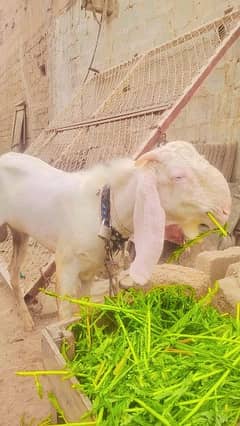 Gulabi Bakra