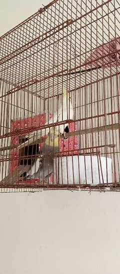 cockatiel pair common white and mix parrot for sale