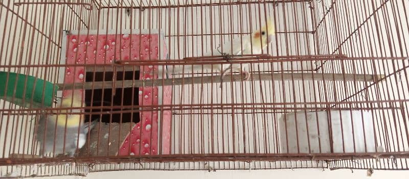 cockatiel pair common white and mix parrot for sale 1