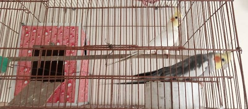 cockatiel pair common white and mix parrot for sale 2
