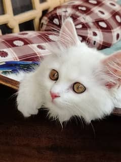 2 month cat for sale