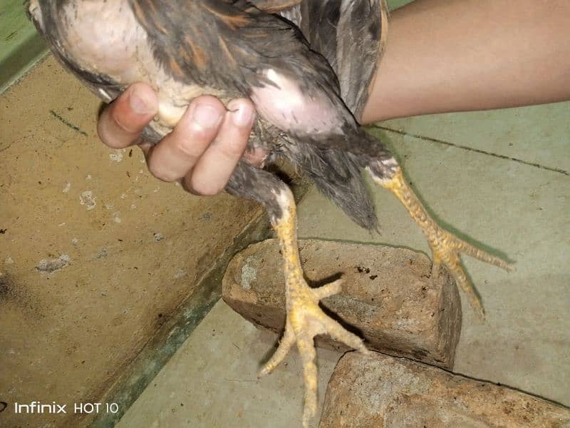 MIANWALI MUSHKA CHICKS. 9