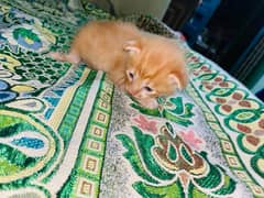 Persian cat baby  for sale (female)