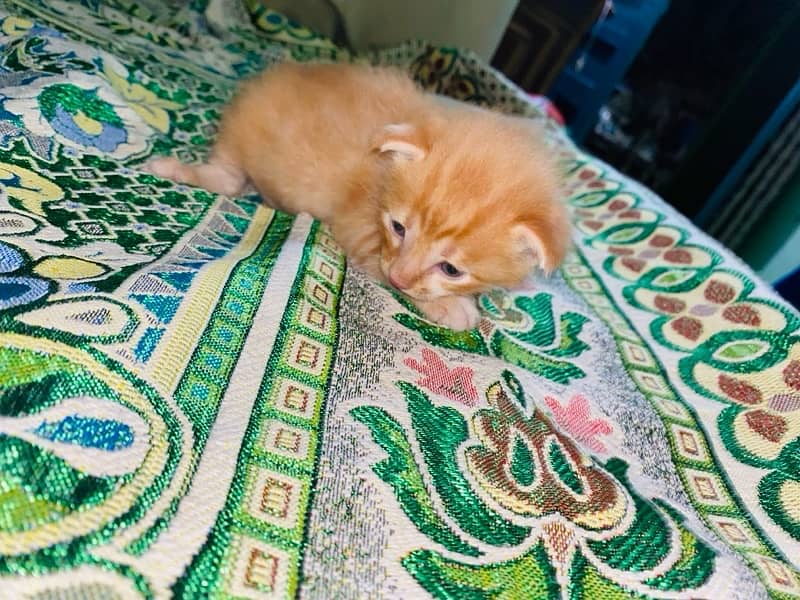 Persian cat baby  for sale (female) 0
