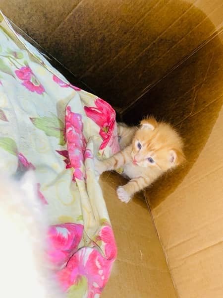 Persian cat baby  for sale (female) 2